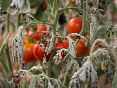 Comment traiter rapidement une invasion de thrips sur tomates sans insecticide chimique (recettes maison)