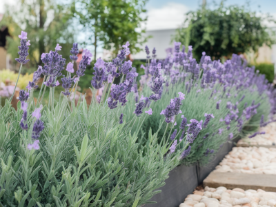 Planter des lavandes résistantes à la sécheresse pour créer une bordure parfumée qui attire les pollinisateurs