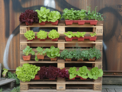 Comment installer un micro-potager vertical sur palette pour récolter des salades et aromatiques toute l'année